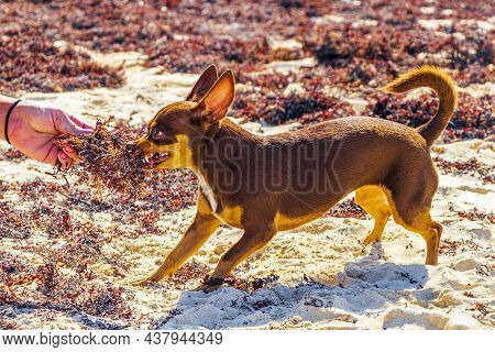 Mexican Chihuahua Dog On The Beach Playa Del Carmen Mexico.