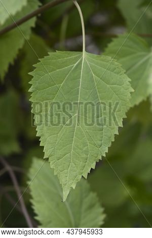 White Snakeroot Leaves - Latin Name - Ageratina Altissima