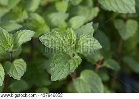 Chocolate Mint Leaves - Latin Name - Mentha X Piperita F. Citrata Chocolate