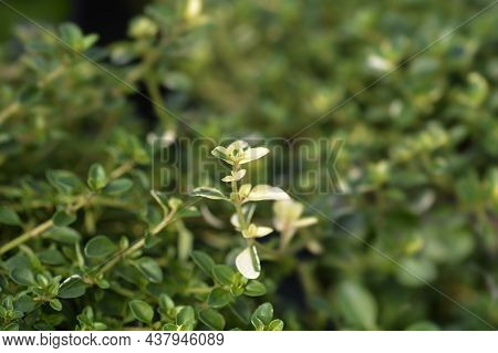 Foxley Thyme Leaves - Latin Name - Thymus Pulegioides Foxley