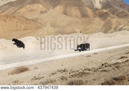 Two Dzo Are Walking Along The Road In The Himalayas. Dzo Is A Hybrid Between The Yak And Domestic Ca