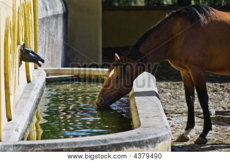 Horse Drinking