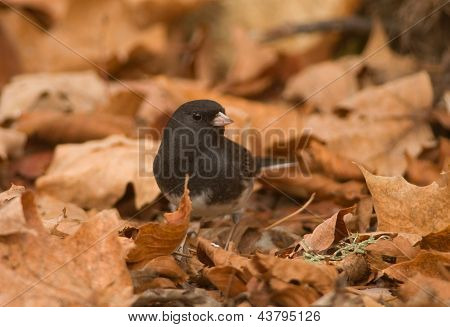 Tummasilmäiset Junco