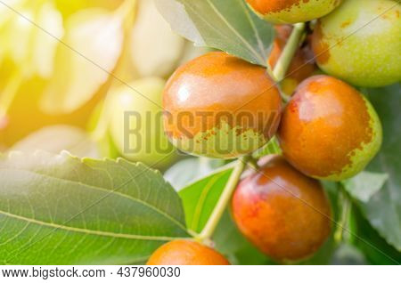 Ripe Jojoba Fruit On A Tree Branch Close-up. Chinese Date On A Branch