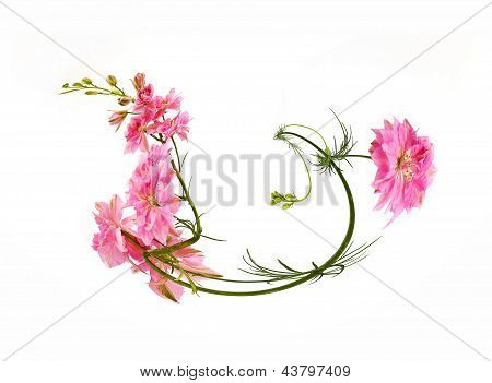 Pink Nigella. Nigella Sativa L.