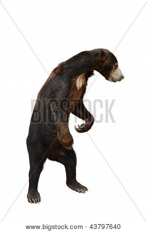 Malaya Sunbear aislado