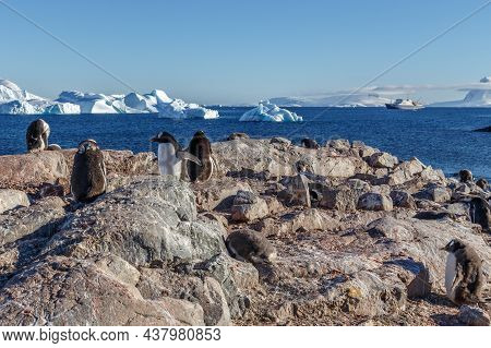 Gentoo Penguins Standing On The Rocks And Cruise Ship In The Background At Cuverville Island, Antarc