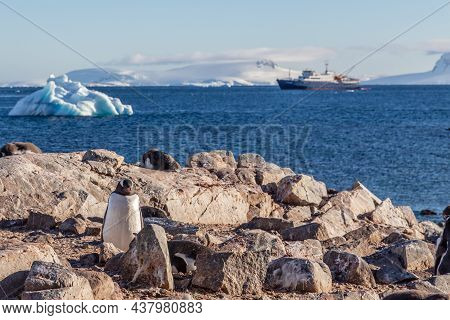 Gentoo Penguin Standing On The Rocks And Cruise Ship In The Background At Cuverville Island, Antarct