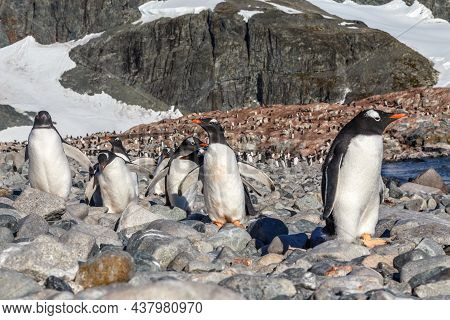 Gentoo Penguins Standing On The Coastline, Cuverville Island, Antarctica