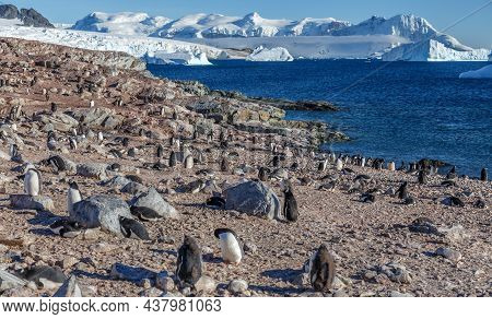 Gentoo Penguins Colony On The Coastline With Snow Mountains And Icebergs In The Background, Cuvervil