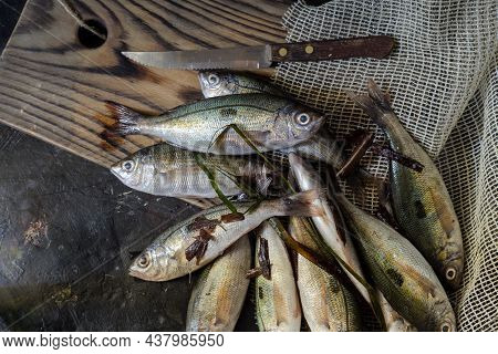 Seafood. Fresh, Unpeeledsea Perches And A Knife Lie Close-up On A Wooden Table