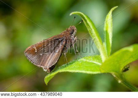 A Clouded Skipper (lerema Accius) Rests Delicately Upon A Leaf. Raleigh, North Carolina.