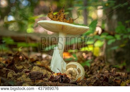Natural Autumn Scene In The Forest As A Leaf Delicately Lands On A Coker's Amanita Mushrroom (amanit