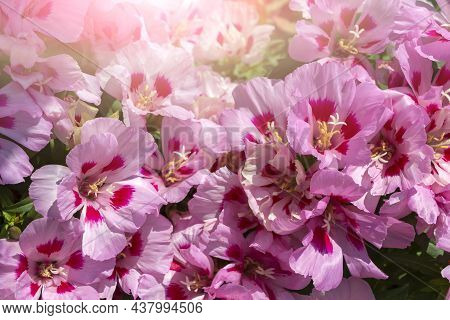 Pink Flowers Clarkia Graceful Or Marigold. Floral Natural Background For Postcard, Cover, Banner. Be