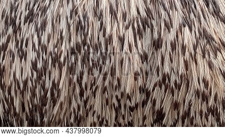 The Texture Of An Emu Bird. The Plumage Of An Emu Bird. The Pattern Of The Operculum