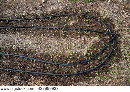 Seedlings Srout In Dark Wet Soil Around Curved Irrigation Lines In An Organic Vegetable Garden Backg