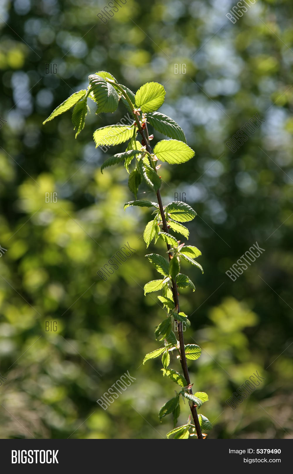 Hazel Branch Image & Photo (Free Trial) Bigstock