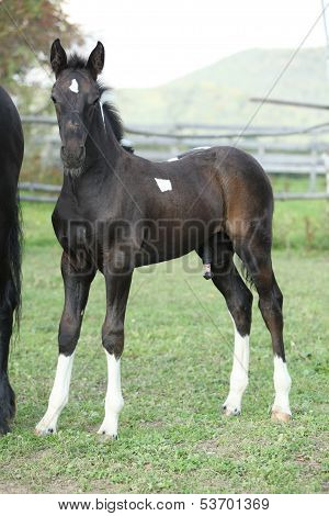 Barock Pinto Foal On Pasturage