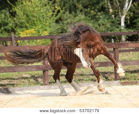 Beautiful Stalion With Long Mane Jumping