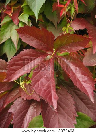 Foglie rosse
