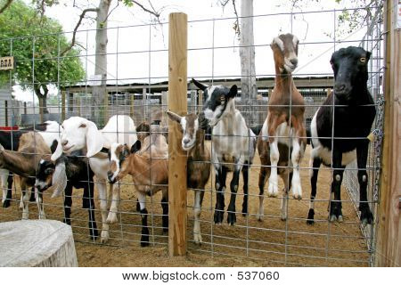 Všechny vyzdívaný kozy