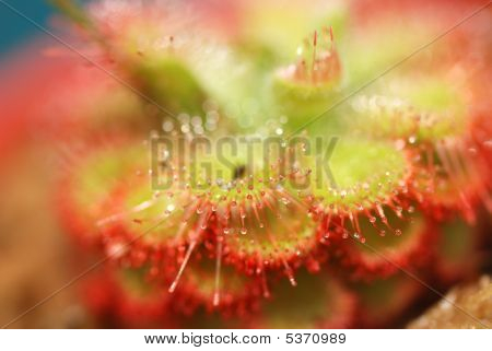 Sundews