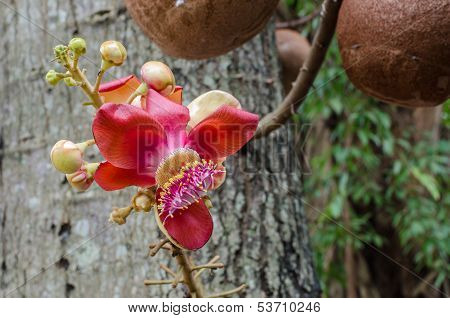 Salavan flowers
