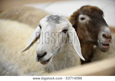 Karakul Sheeps In A Farm