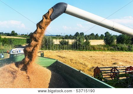 a cornfield with wheat at harvest. a combine harvester at work.