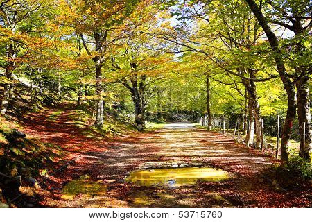 Autumn