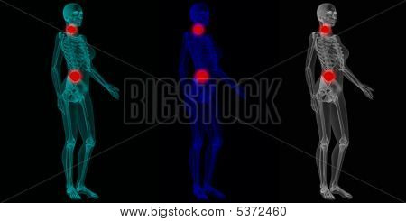 Cuerpo de anatomía humana