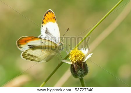 Tiny Orange Tip Butterfly From West Africa
