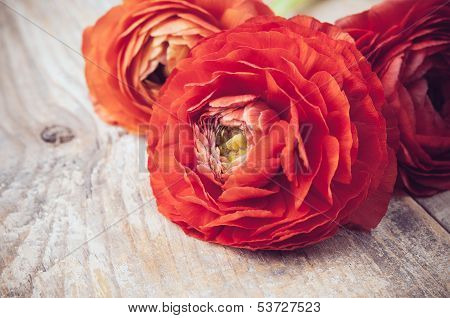 Buttercup Flowers