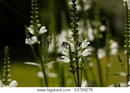 Summer Flower