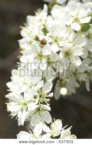 Primavera