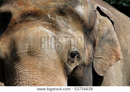 The detail of the elephant