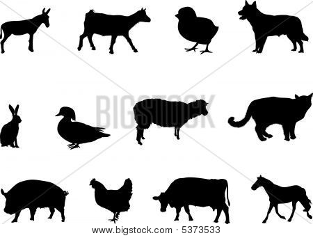 Hospodářská zvířata