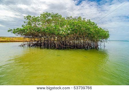 Mangrove And Water