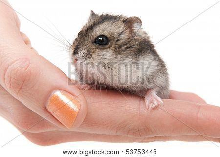 Little dwarf hamster on womans hands