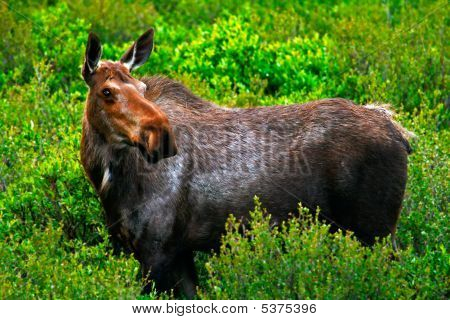 Cow Moose Watching