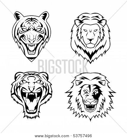 Lion Tiger