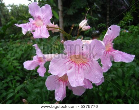 Lyserøde blomster