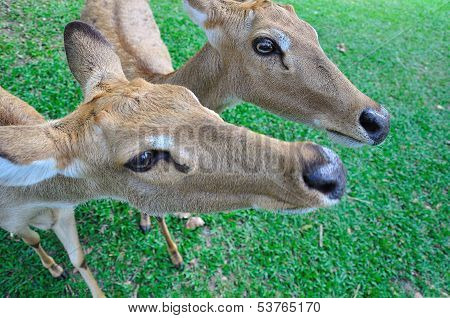 Deer