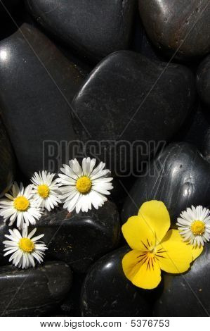 Daisy Flowers op zwarte stenen