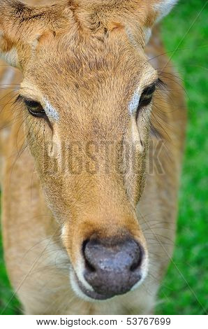 Deer (brow-antlered)