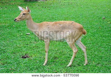 Deer (brow-antlered)