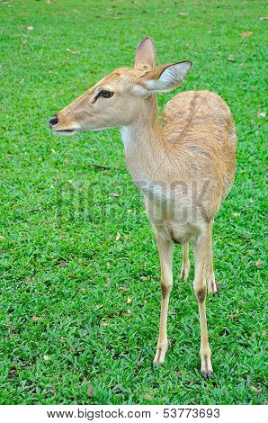 Deer (brow-antlered)