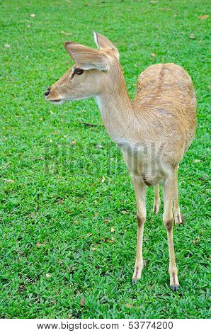 Deer (brow-antlered)