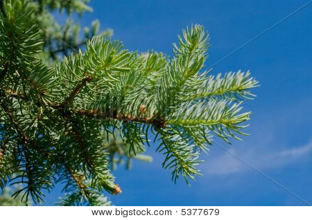 Furtree kék ég ellen