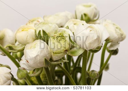 white Ranunculus 